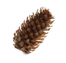 Photo of Beautiful dry pine cone isolated on white