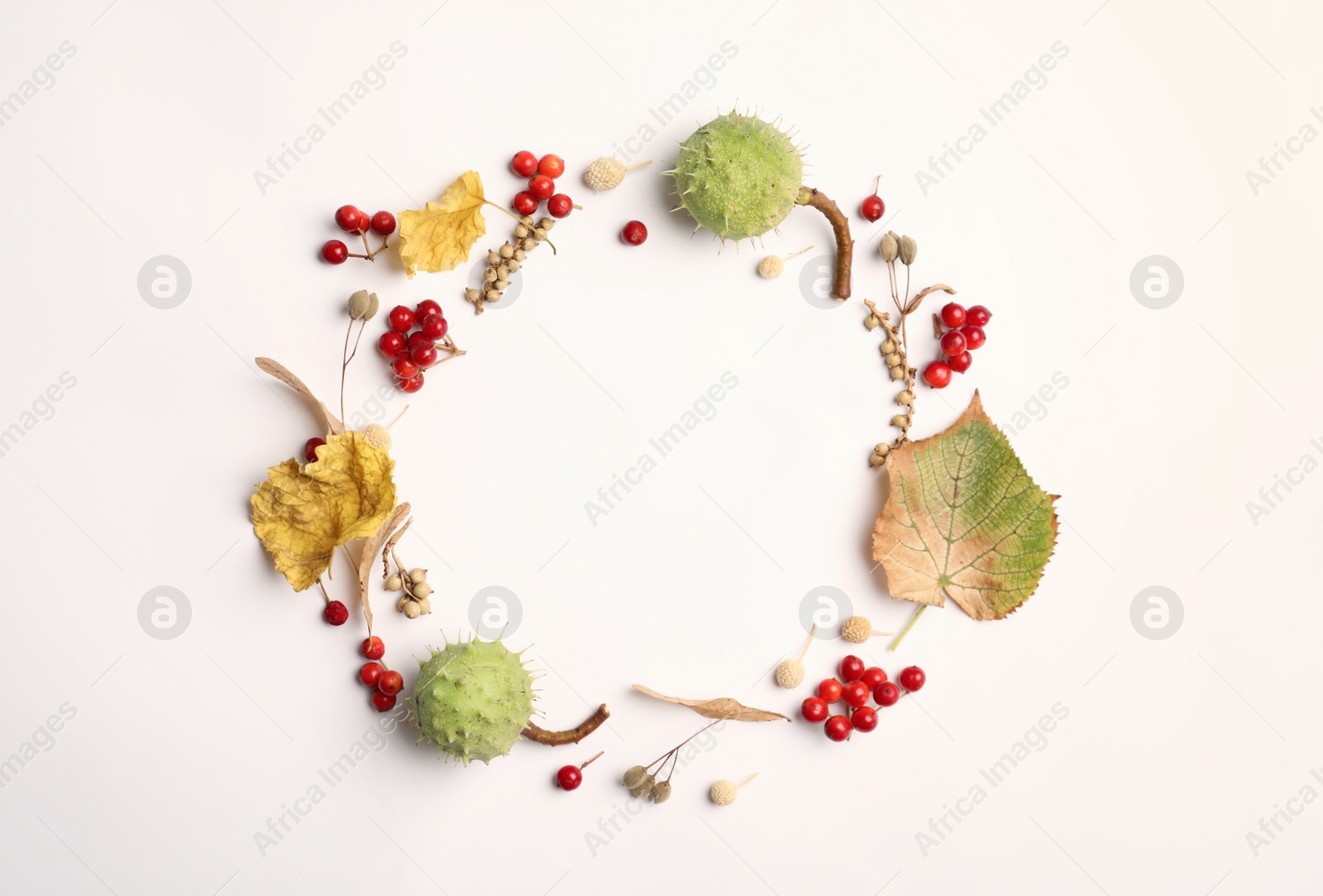 Photo of Dried leaves, seeds and berries arranged in shape of wreath on white background, flat lay with space for text. Autumnal aesthetic