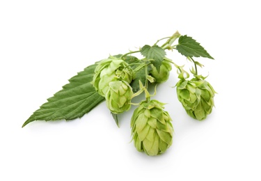 Fresh green hops on white background. Beer production