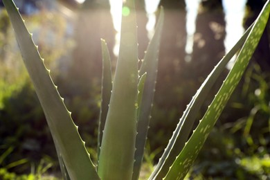 Photo of Closeup view of beautiful aloe vera plant outdoors on sunny day