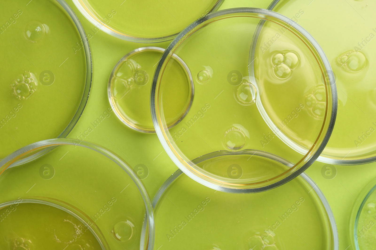 Photo of Petri dishes with liquid samples on green background, top view