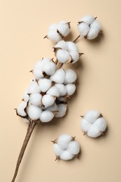 Photo of Beautiful cotton branch with fluffy flowers on beige background, flat lay