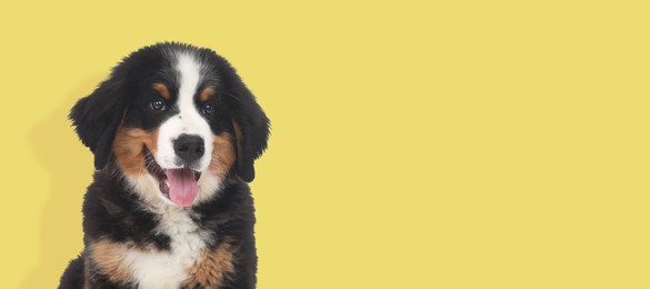 Image of Happy pet. Cute Bernese Mountain Dog puppy smiling on pale yellow background, space for text. Banner design