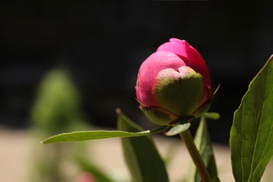 Photo of Beautiful pink peony bud against blurred background, closeup. Space for text
