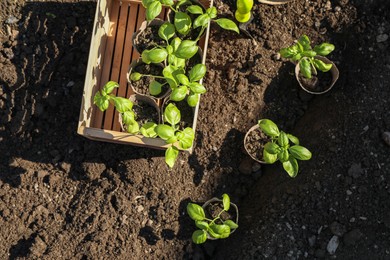 Photo of Beautiful seedlings in peat pots on soil outdoors, flat lay