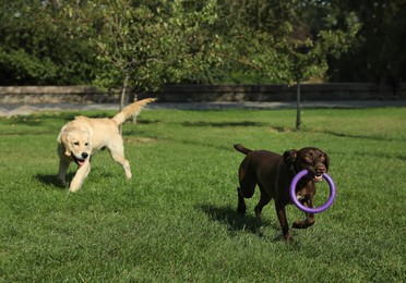 Photo of Cute dogs playing with flying disk in park