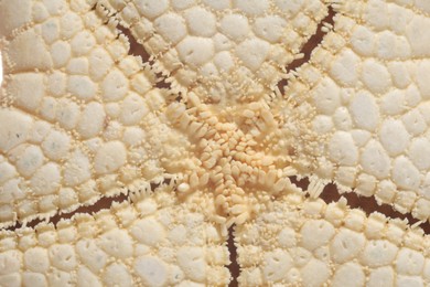 Macro photo of beautiful starfish as background