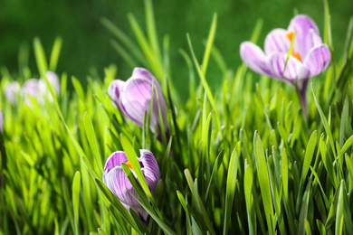 Photo of Fresh grass and crocus flowers on green background, closeup. Spring season