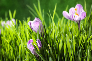 Fresh grass and crocus flowers on green background, closeup. Spring season