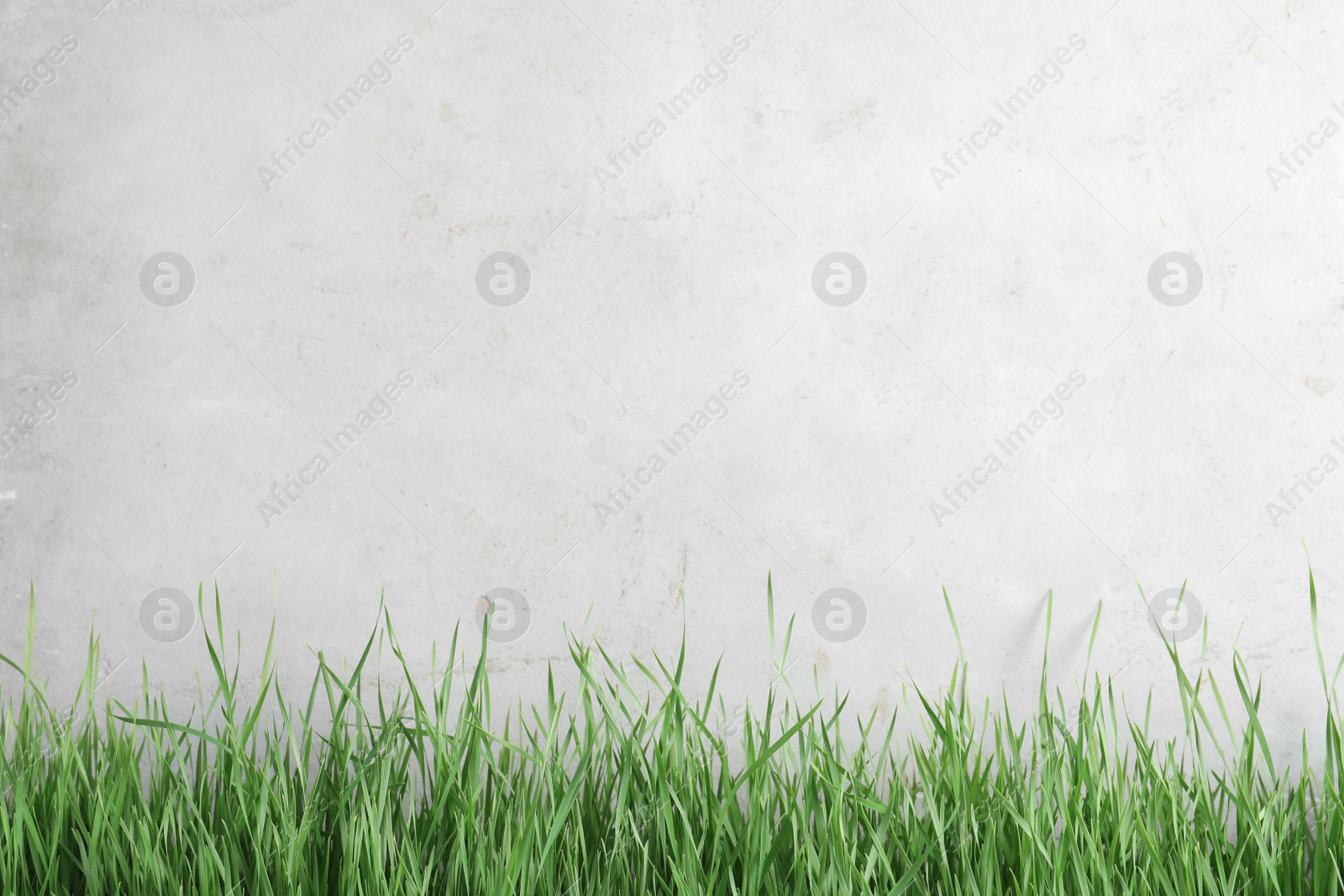 Photo of Fresh green grass near light fence. Space for text