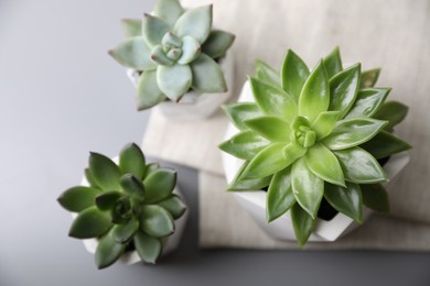 Beautiful succulents on light grey table, flat lay