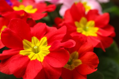 Photo of Beautiful primula (primrose) plant with red flowers, closeup. Spring blossom