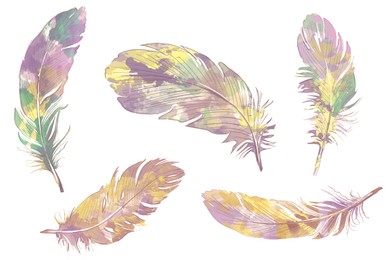 Illustration of Many beautiful feather on white background, illustration