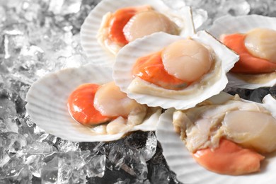 Fresh raw scallops with shells on ice cubes, closeup