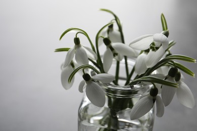 Beautiful snowdrop flowers in glass jar, closeup. Space for text