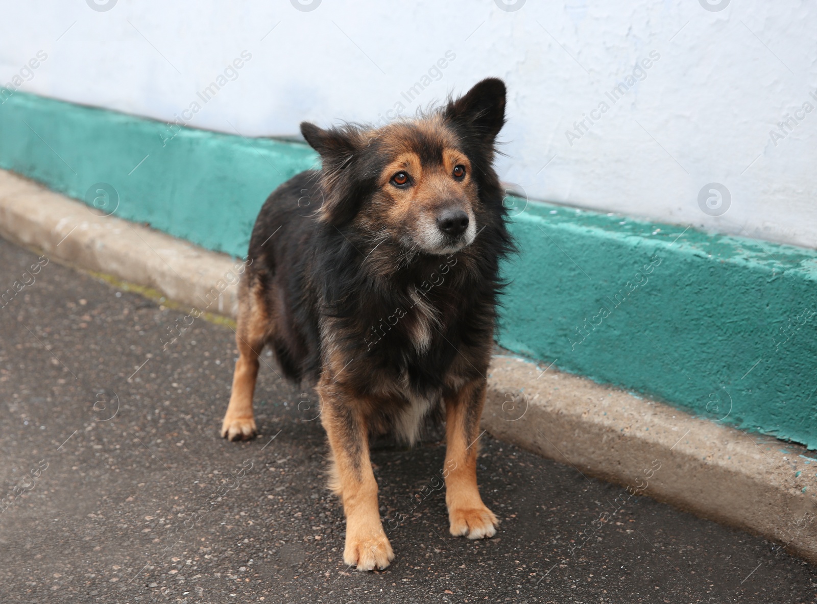 Photo of Homeless dog near building outdoors. Abandoned animal