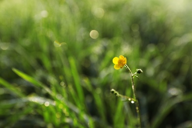 Photo of Green meadow with wild flower on summer day, closeup