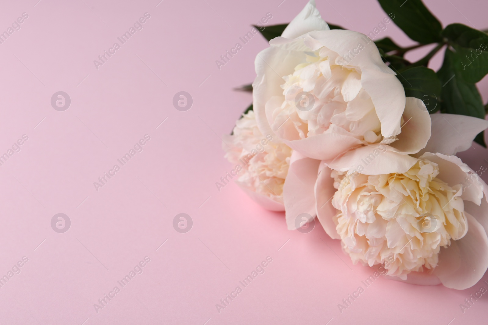 Photo of Beautiful peonies on pink background, closeup. Space for text