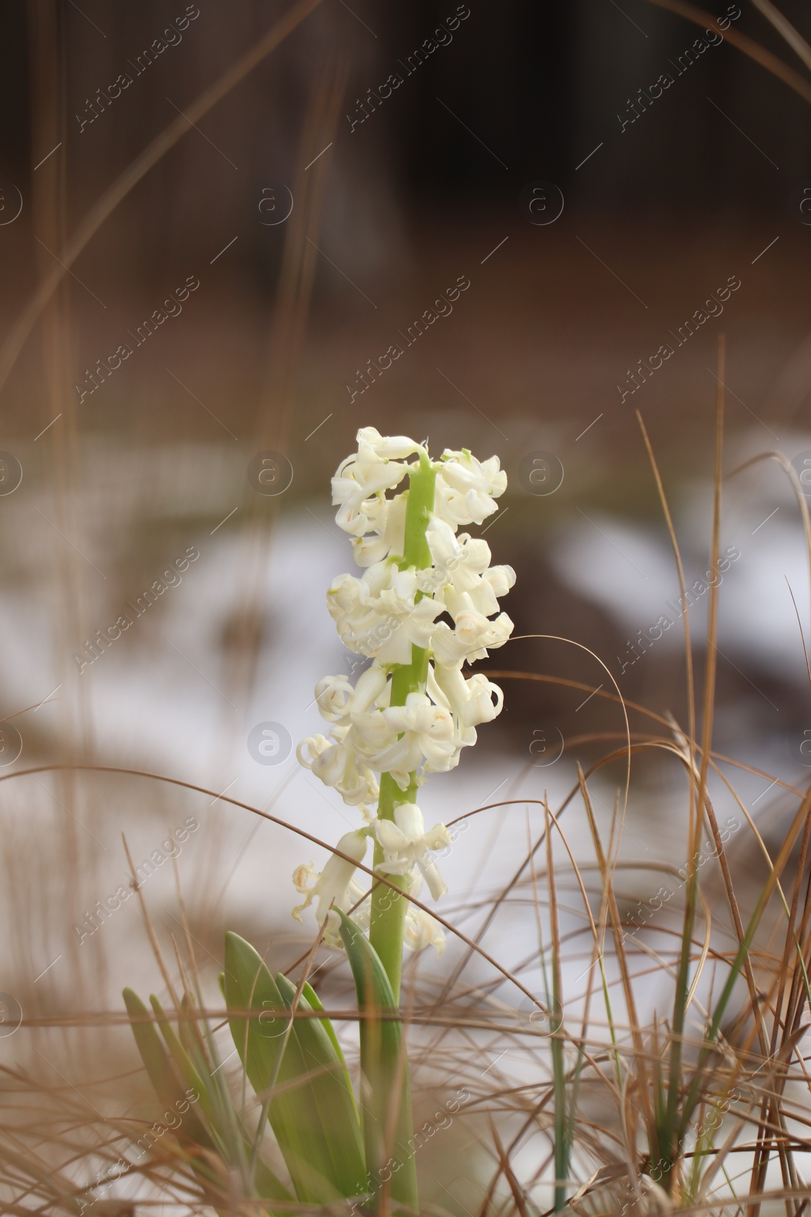 Photo of Beautiful white blooming hyacinth growing outdoors. First spring flower