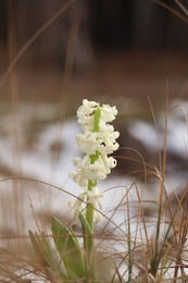 Photo of Beautiful white blooming hyacinth growing outdoors. First spring flower