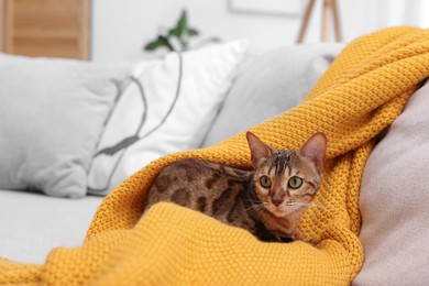 Photo of Cute Bengal cat lying on sofa at home. Adorable pet