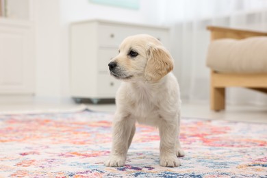 Photo of Cute little puppy on carpet indoors. Adorable pet