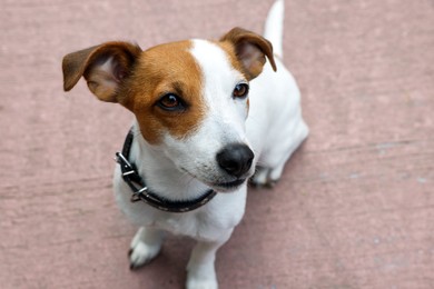 Photo of Beautiful Jack Russell Terrier in black leather dog collar outdoors. Space for text