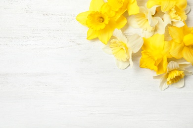 Flat lay composition with daffodils and space for text on white wooden background. Fresh spring flowers