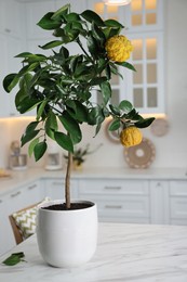 Photo of Potted bergamot tree with ripe fruits on kitchen countertop
