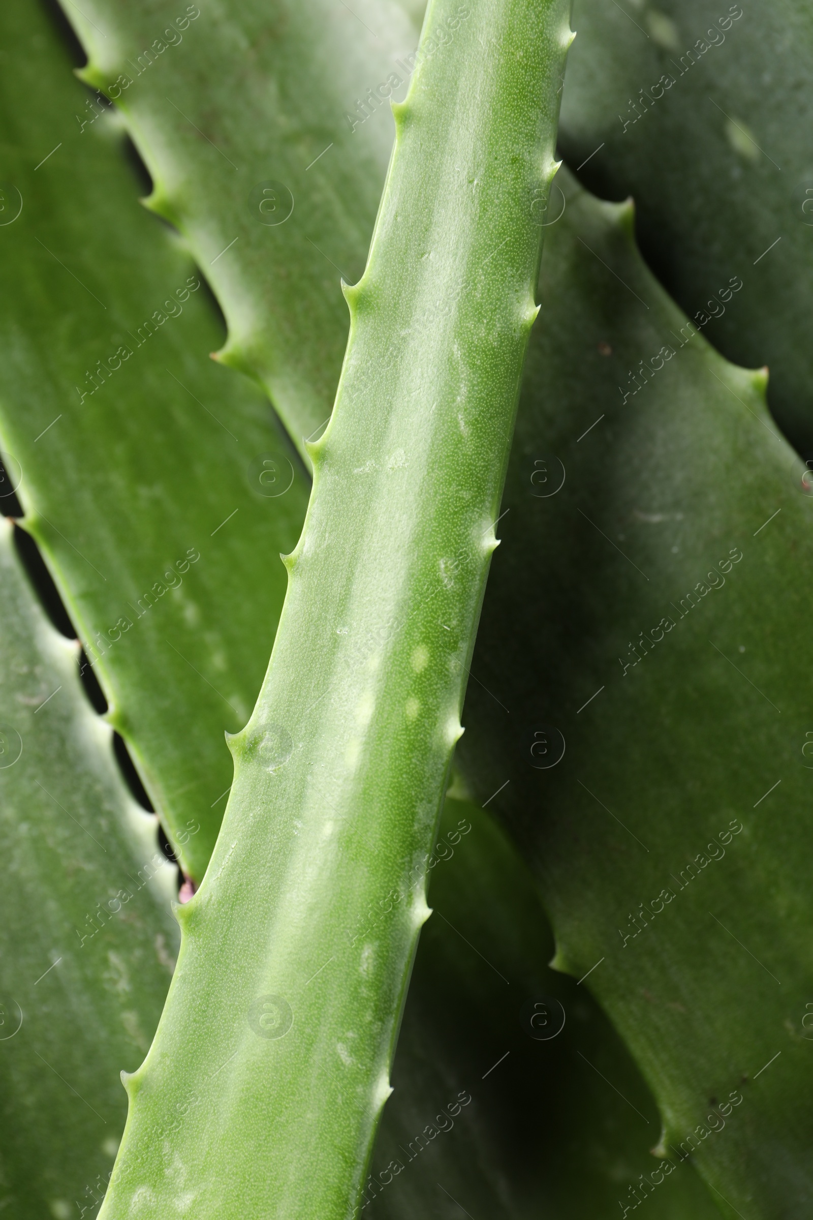 Photo of Fresh aloe vera leaves as background, closeup