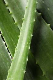 Fresh aloe vera leaves as background, closeup