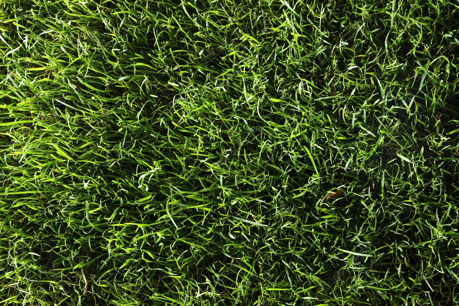 Photo of Green lawn with fresh grass as background, closeup