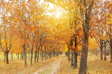 Photo of Beautiful view of park with trees and road on autumn day