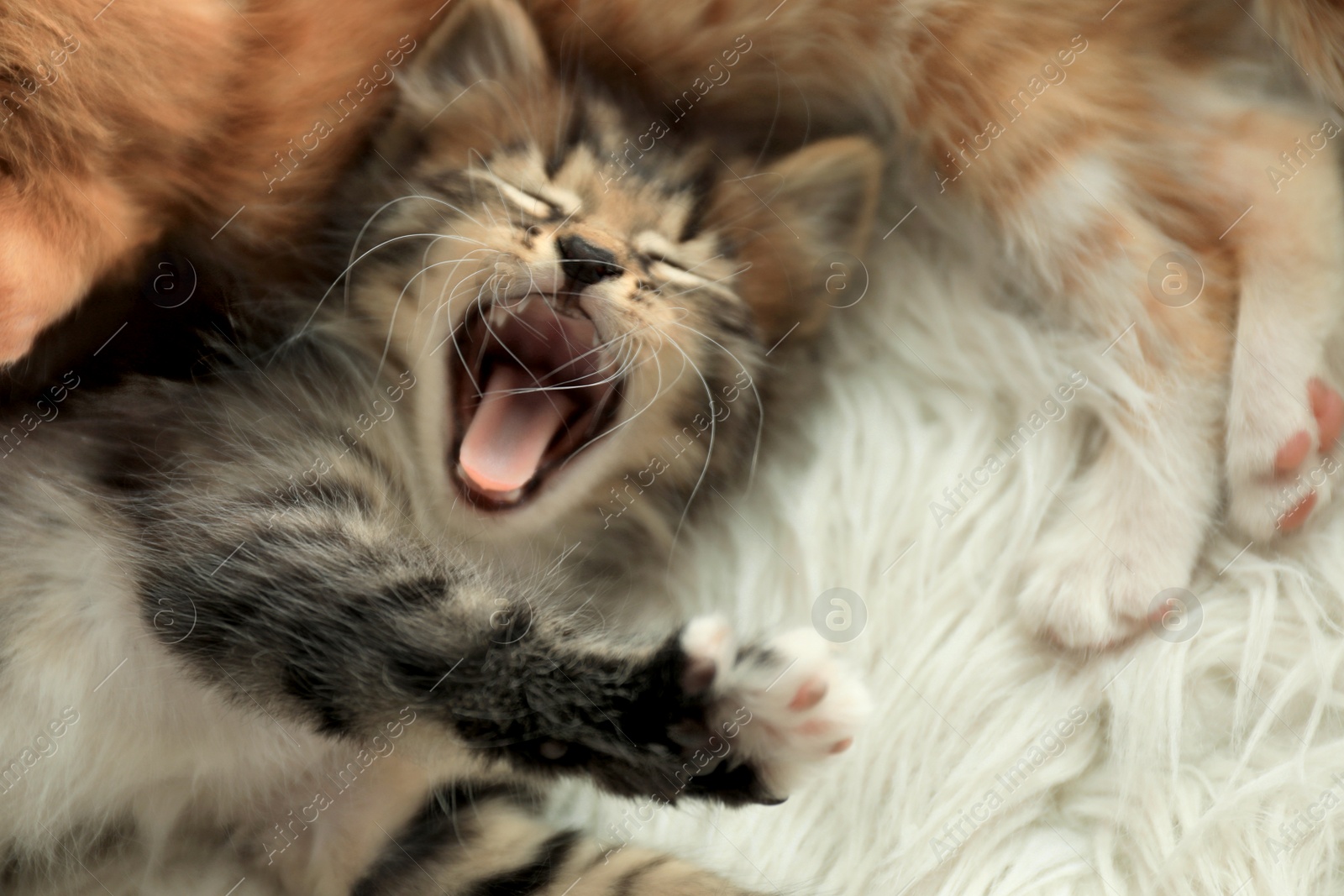 Photo of Cute little kittens on white furry blanket at home, above view