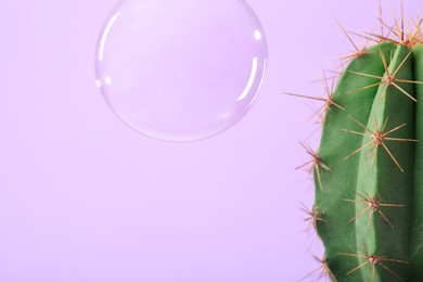 Image of Soap bubble near cactus on pastel violet background