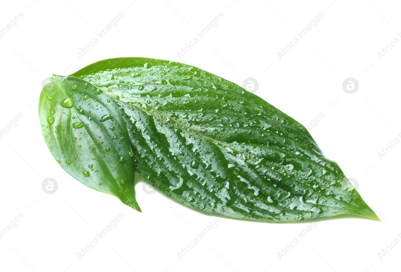 Photo of Green leaves with water drops isolated on white