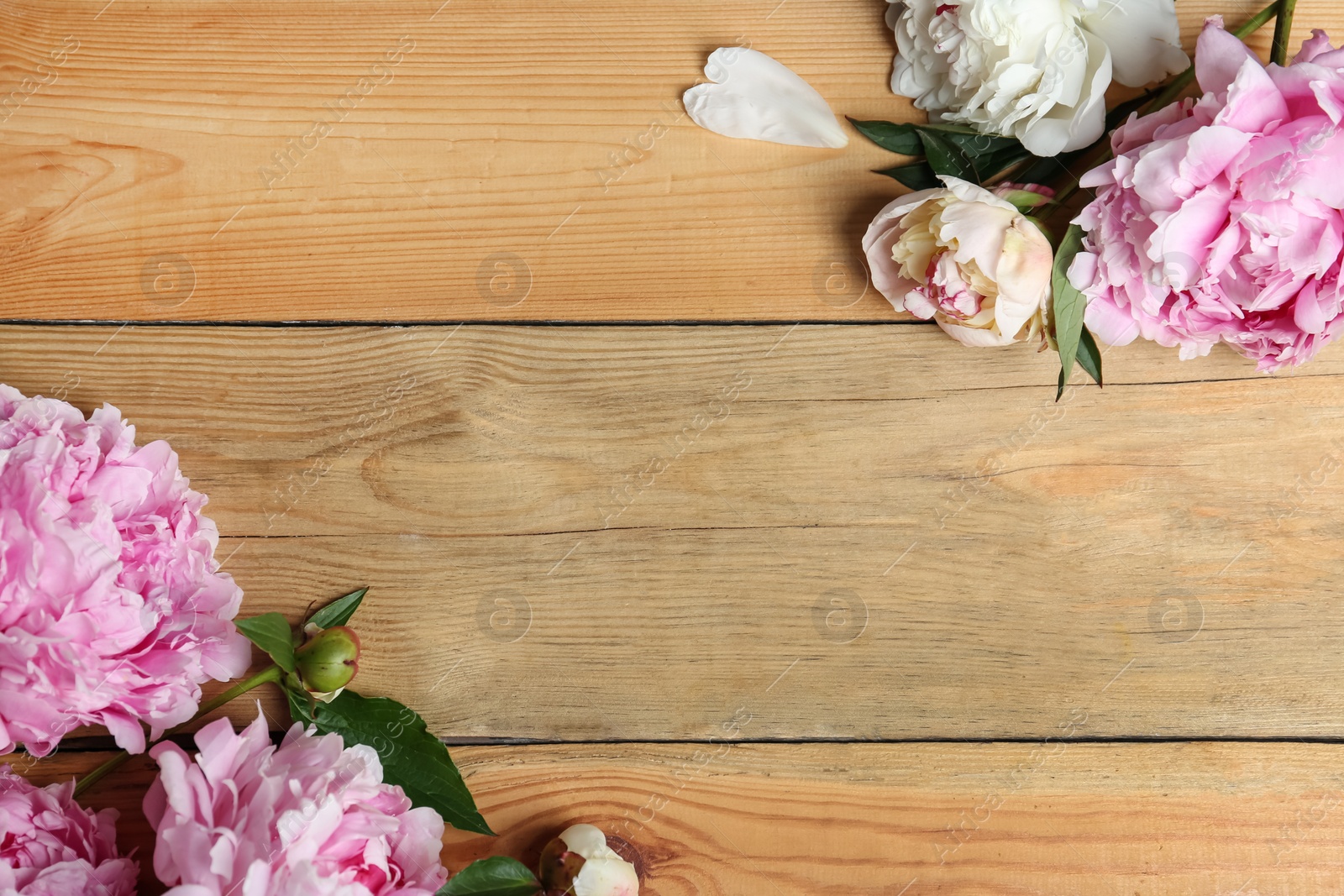 Photo of Beautiful peonies on wooden table, flat lay. Space for text