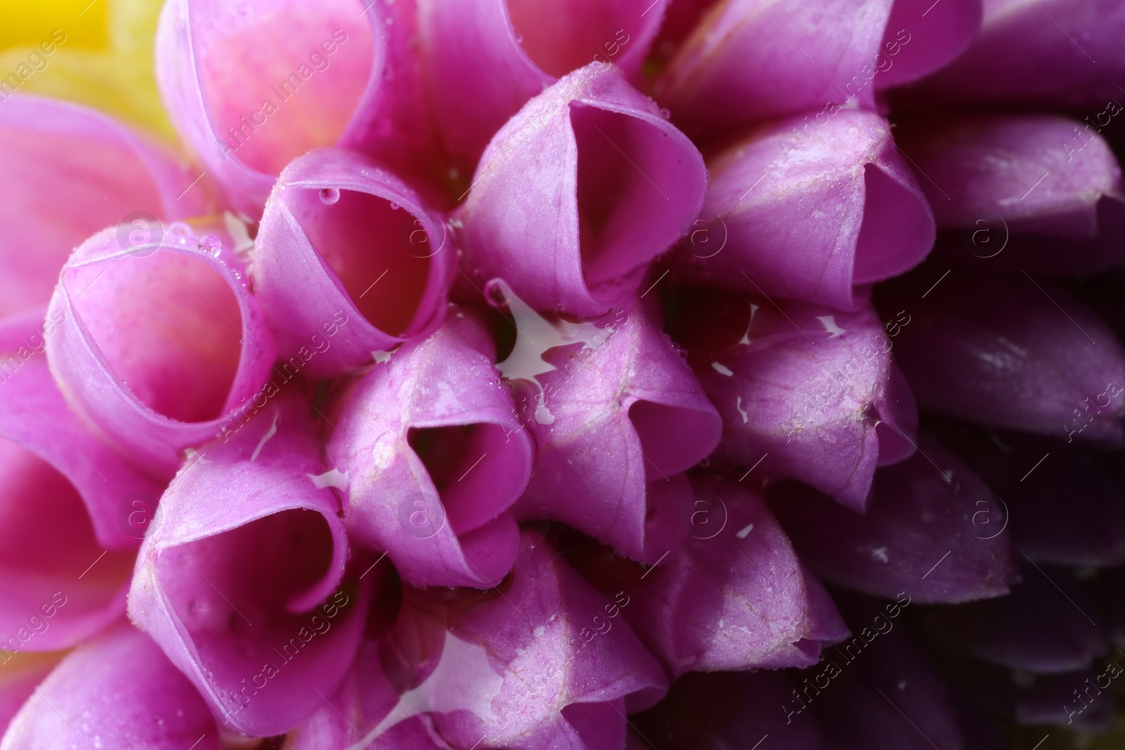 Photo of Beautiful Dahlia flower with water drops as background, macro