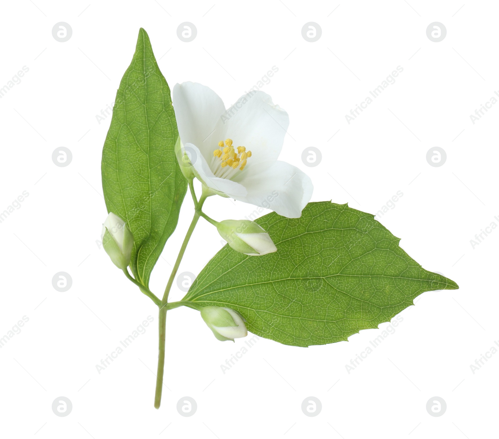 Photo of Branch of jasmine flower, buds and leaves isolated on white