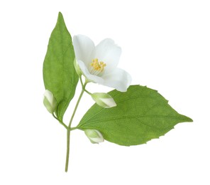 Branch of jasmine flower, buds and leaves isolated on white