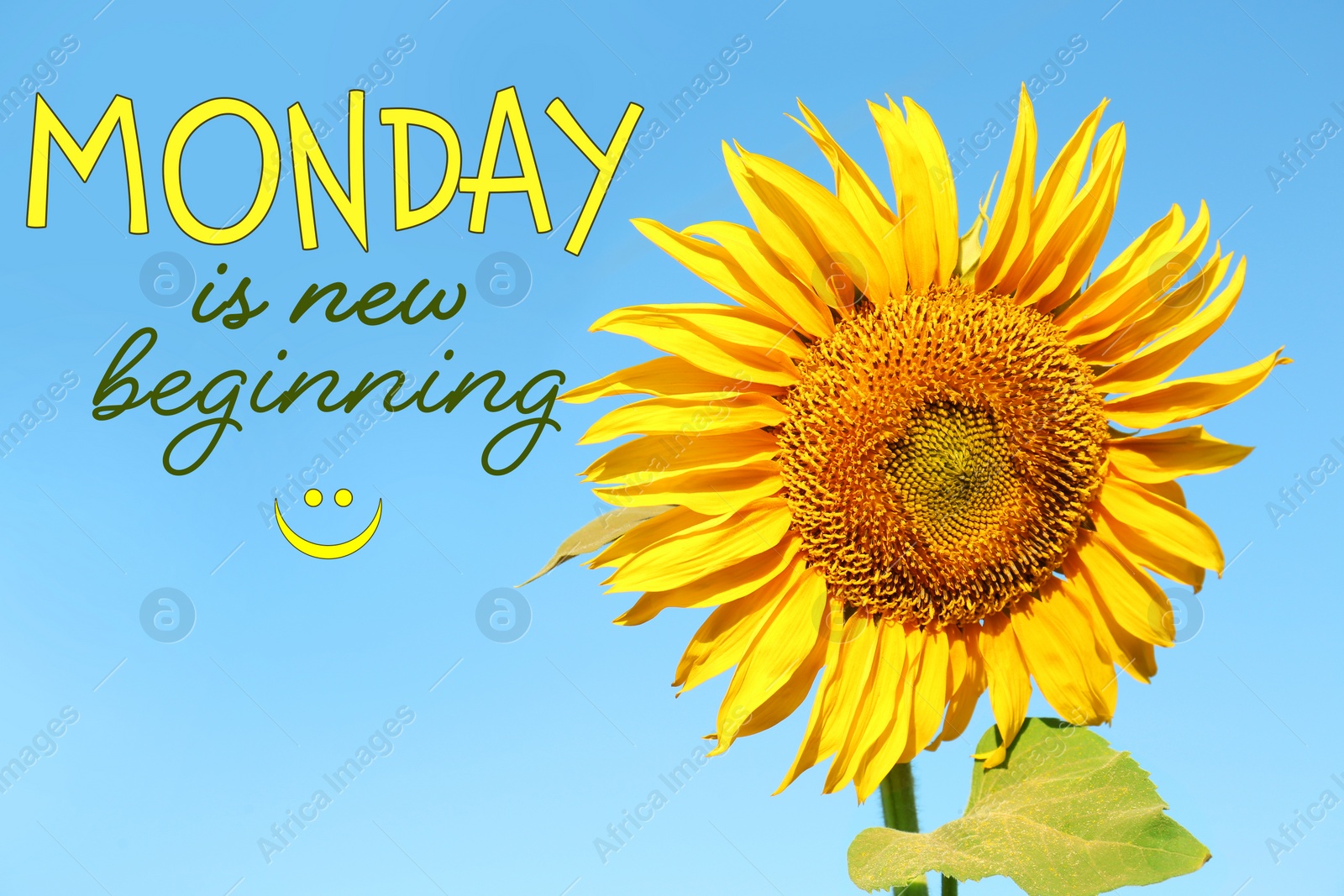Image of Motivational quote Monday is New Beginning and beautiful blooming sunflower outdoors on sunny day
