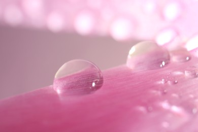 Beautiful flower with water drops on blurred background, macro view