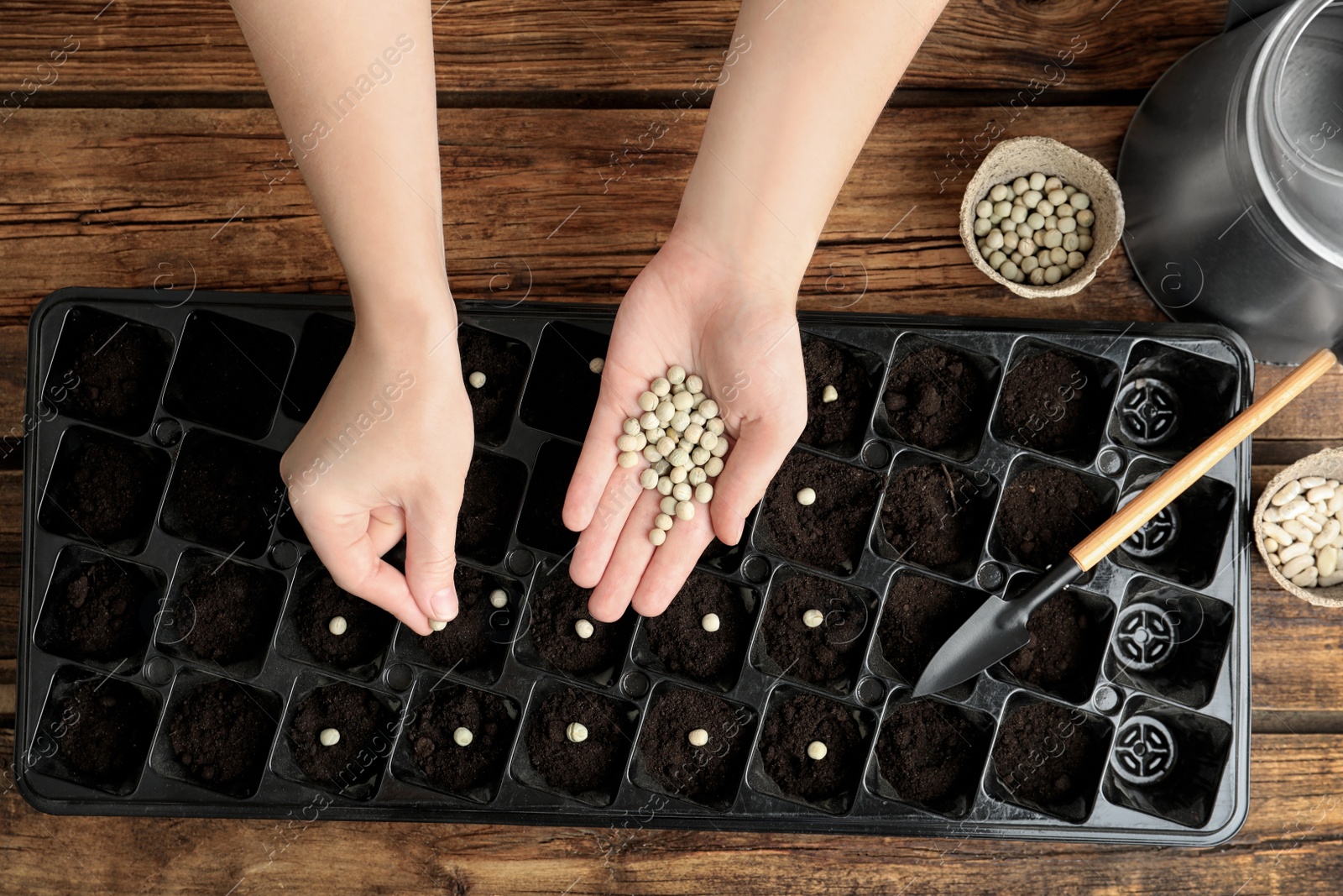 Photo of Woman planting soybeans into fertile soil at wooden table, closeup. Vegetable seeds