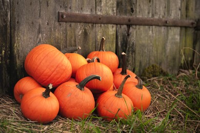 Many ripe orange pumpkins on grass near wooden fence. Space for text