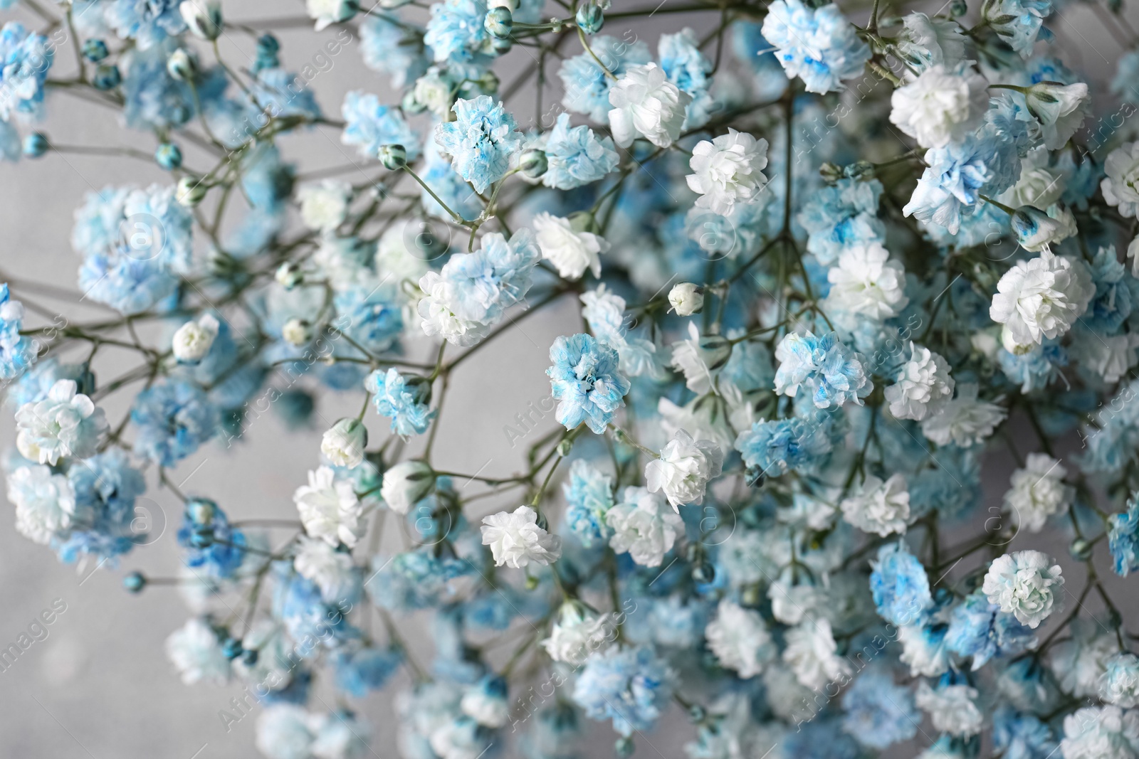 Photo of Beautiful dyed gypsophila flowers on light grey background, closeup