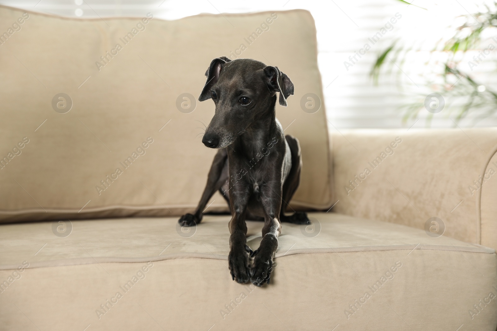 Photo of Italian Greyhound dog on sofa at home