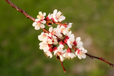 Photo of Honeybee on branch of beautiful blossoming cherry tree outdoors, closeup. Spring season