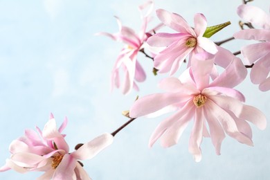 Photo of Magnolia tree branches with beautiful flowers on light blue background, closeup