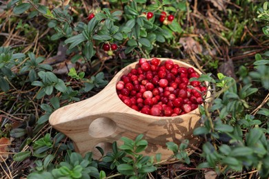 Many ripe lingonberries in wooden cup outdoors