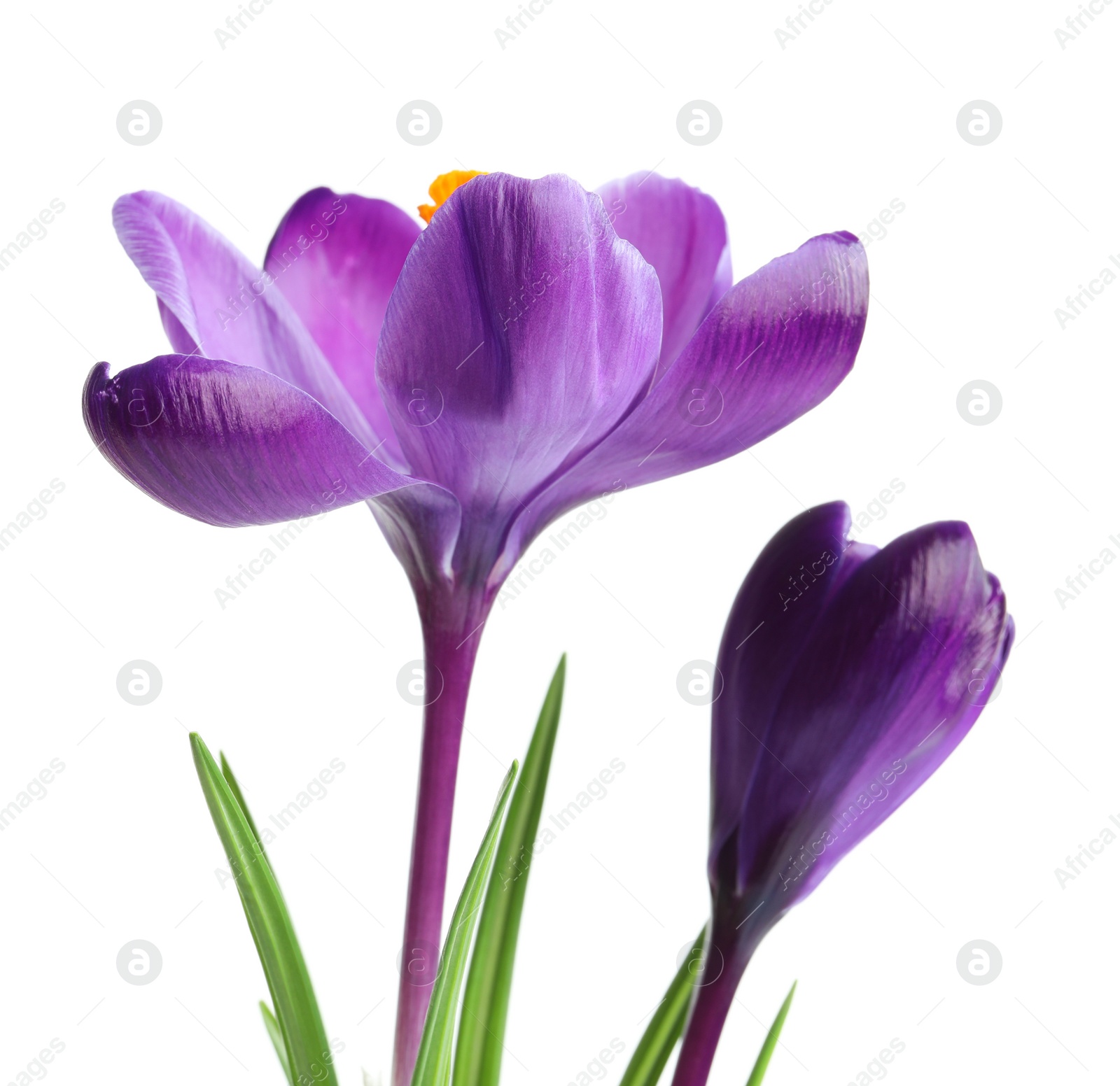 Photo of Beautiful spring crocus flowers on white background